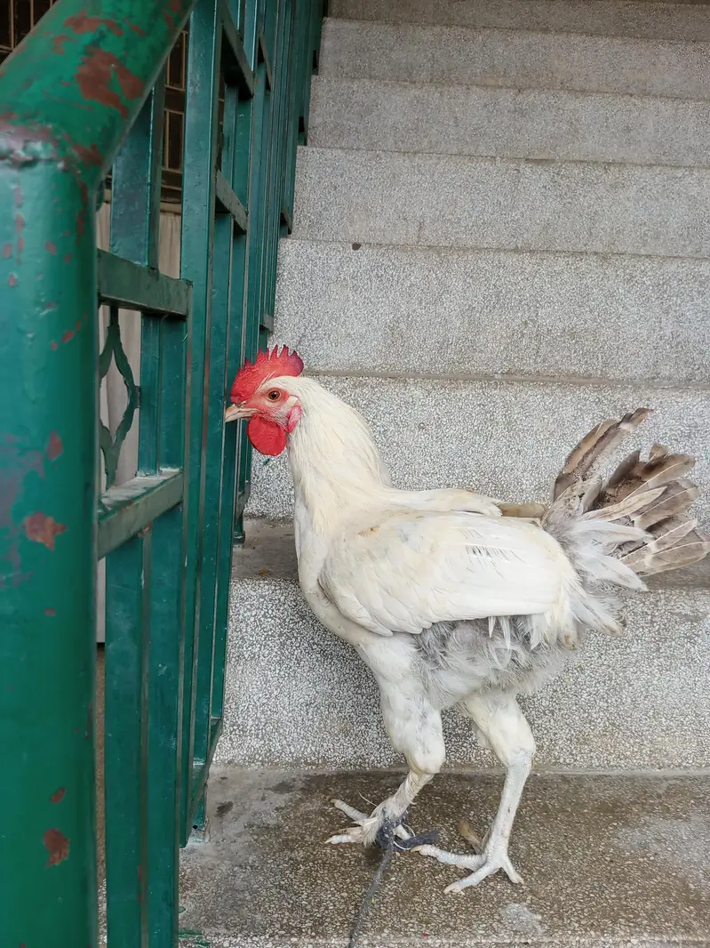 White Fancy Cross Murgha - Healthy & Active — photo 3