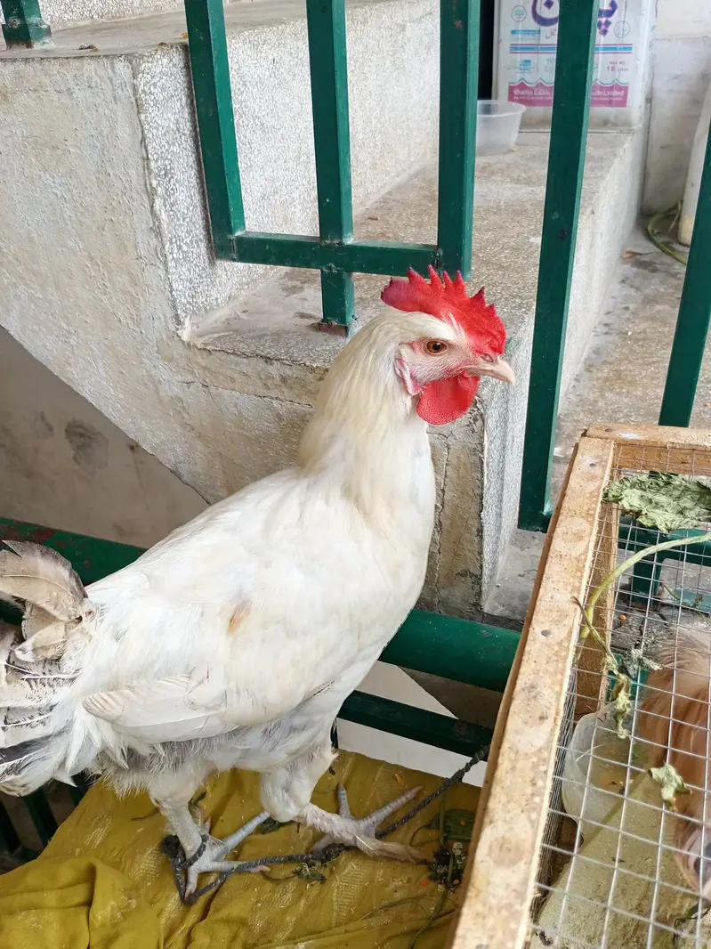 White Fancy Cross Murgha - Healthy & Active — photo 4
