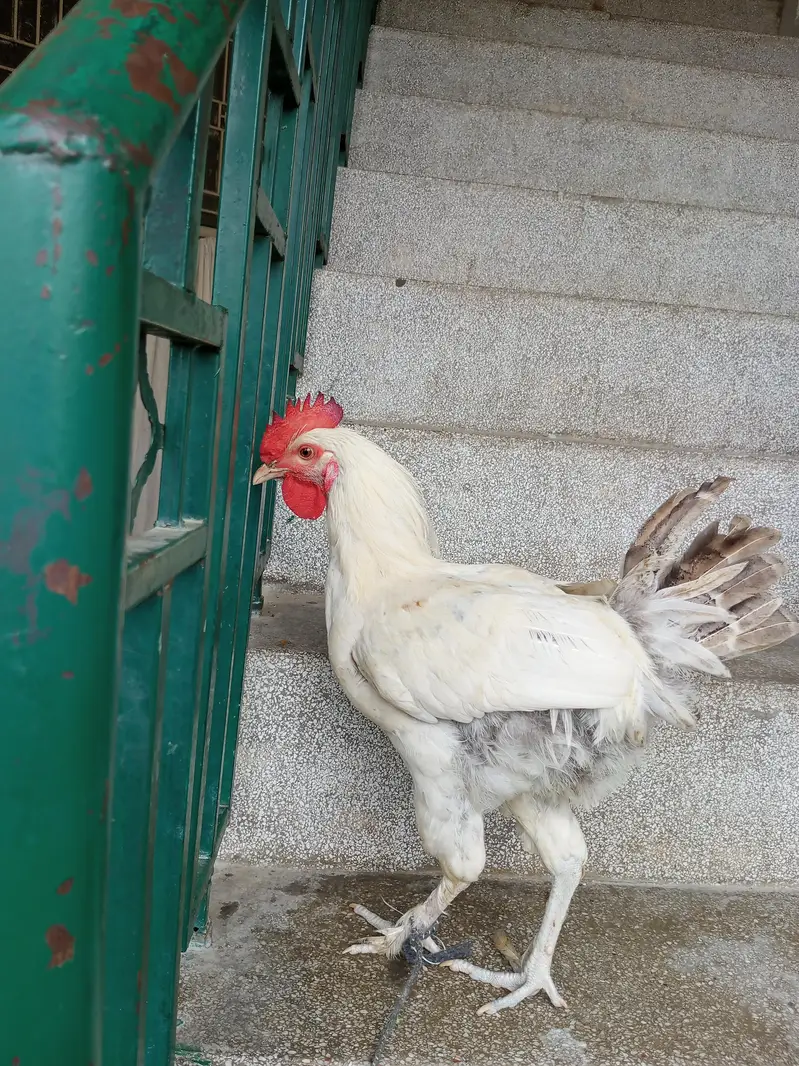 White Fancy Cross Murgha - Healthy & Active — photo 5