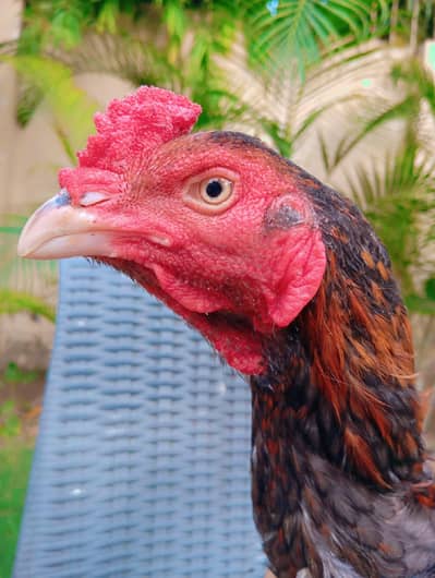 Healthy Aseel pair with Chicks