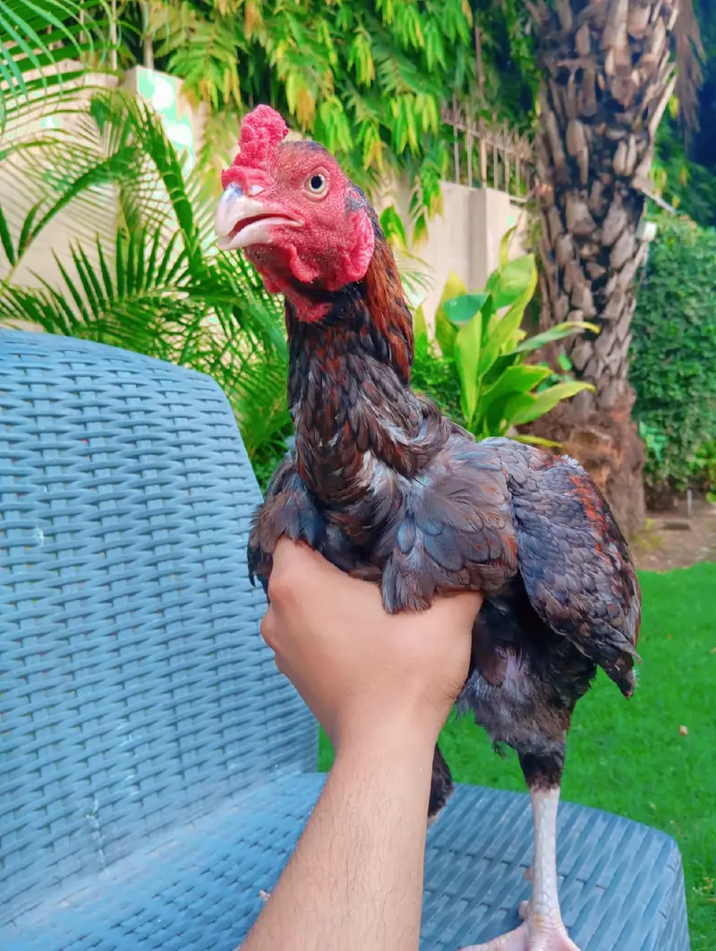 Healthy Aseel pair with Chicks — photo 3