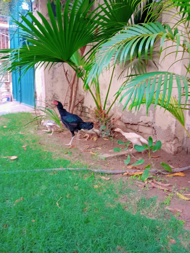 Healthy Aseel pair with Chicks — photo 4
