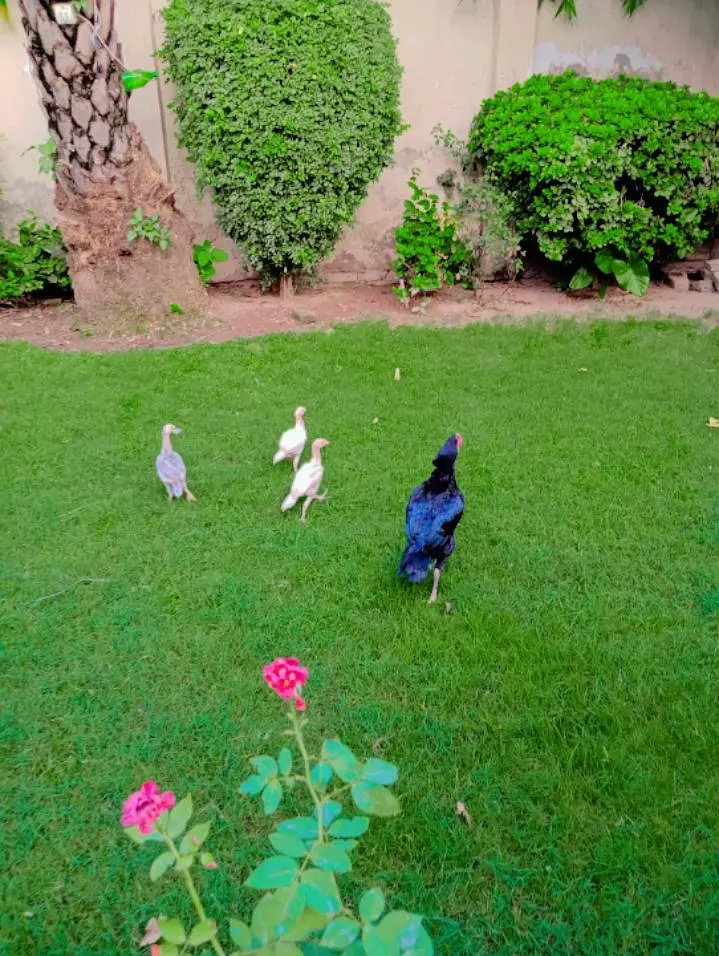 Healthy Aseel pair with Chicks — photo 5