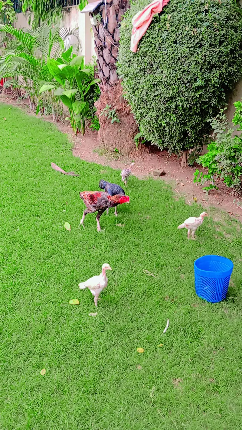 Healthy Aseel pair with Chicks — photo 6