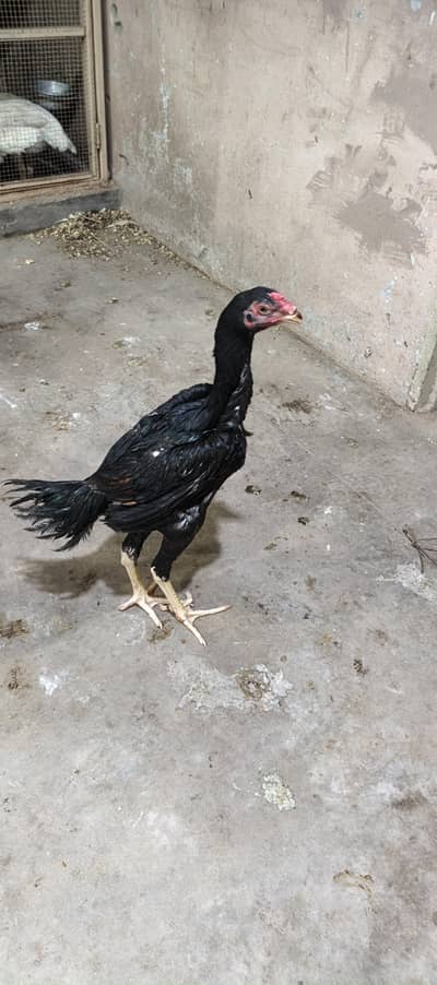 shamo chiks