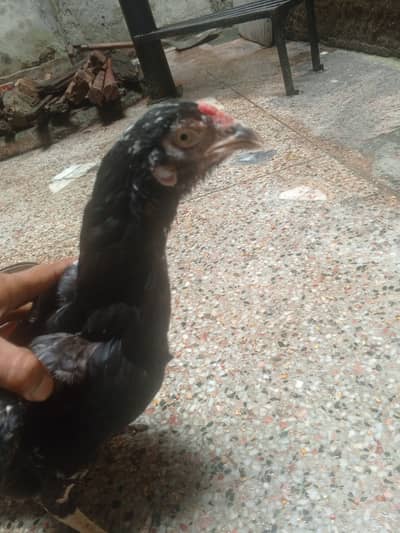 aseel murgi black 2 or chiks pair