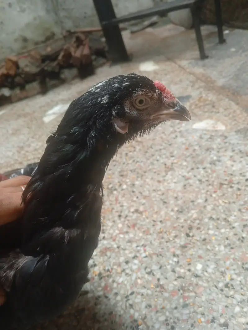 aseel murgi black 2 or chiks pair — photo 2