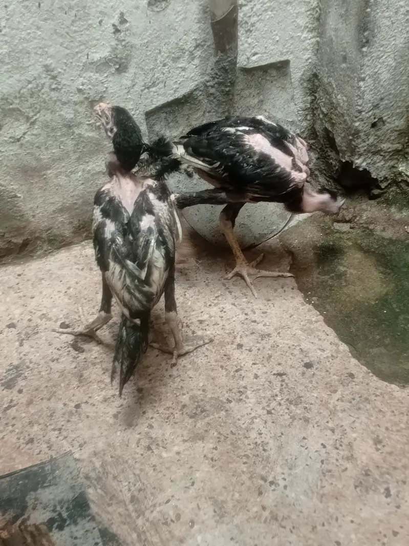 aseel murgi black 2 or chiks pair — photo 3