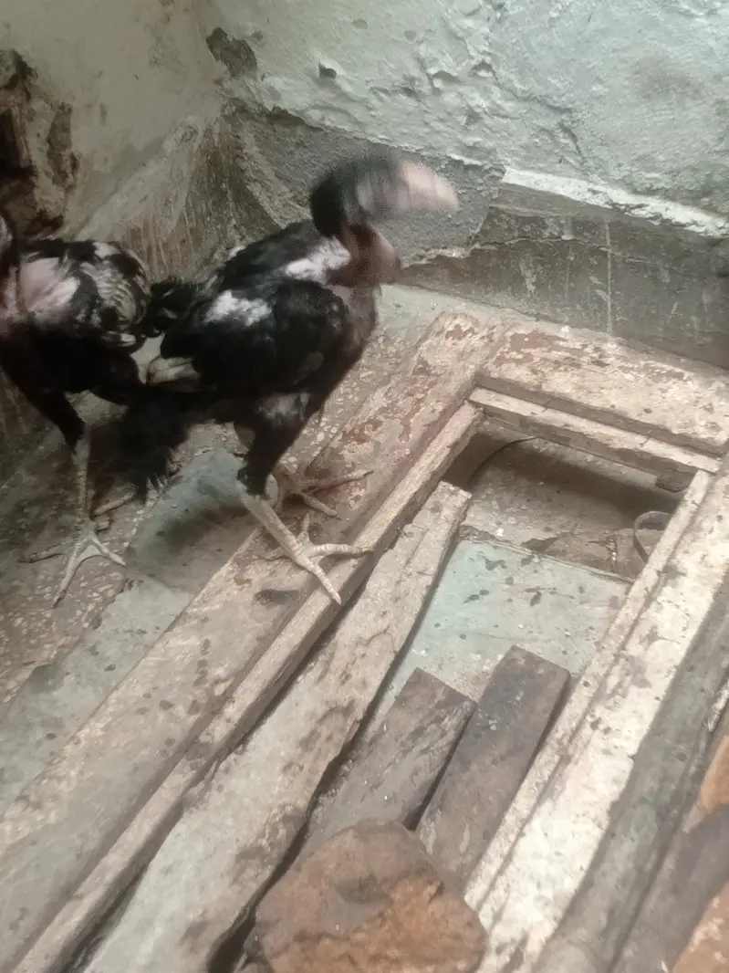 aseel murgi black 2 or chiks pair — photo 4