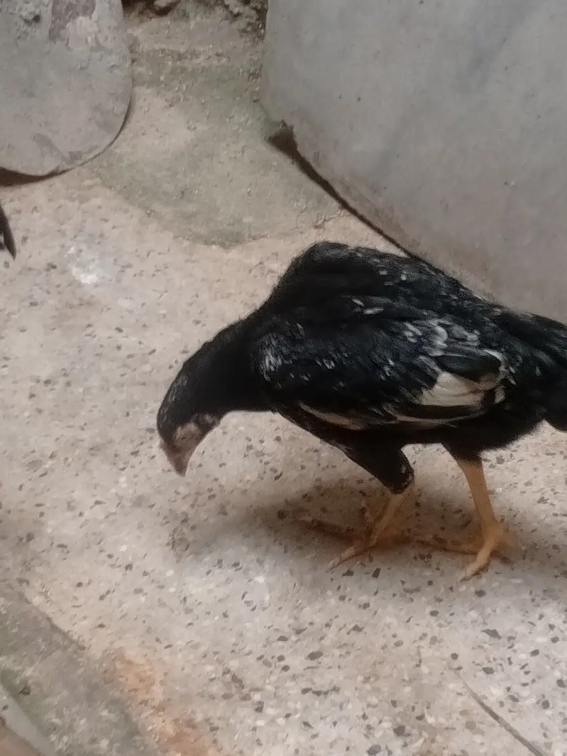 aseel murgi black 2 or chiks pair — photo 5