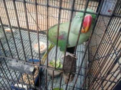 raw parrots