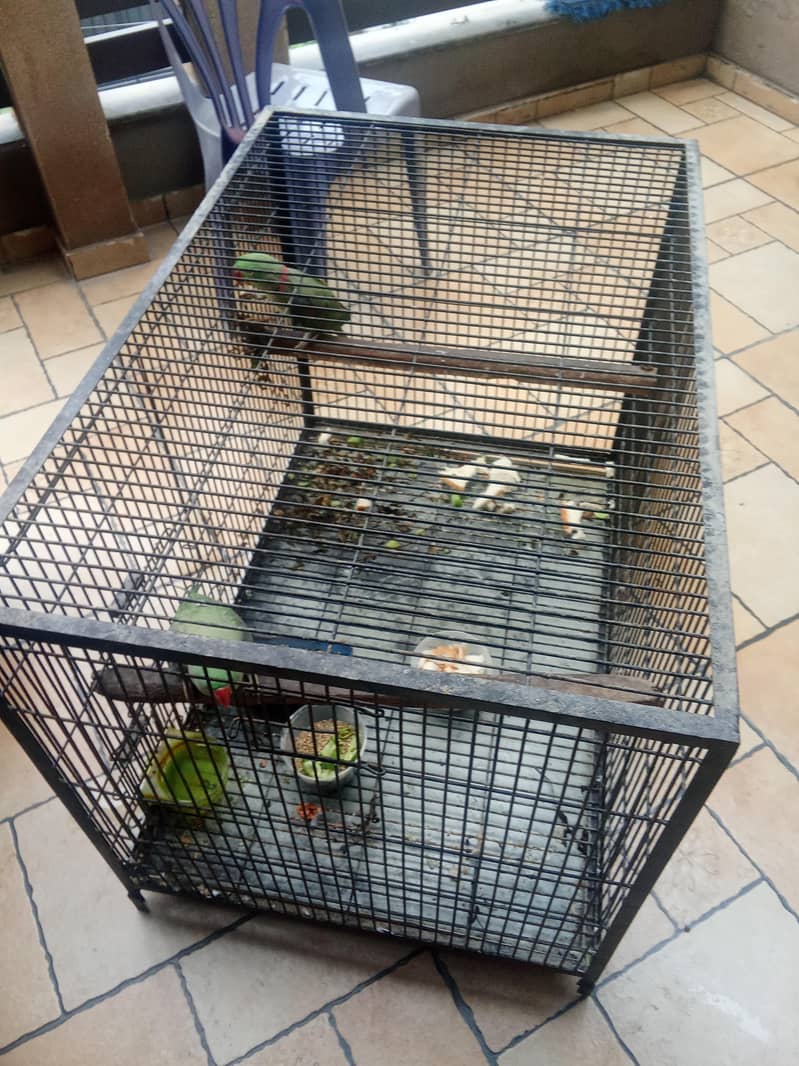 raw parrots 2
