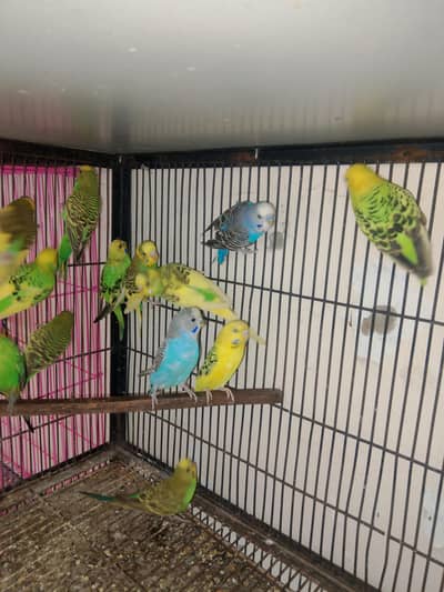 Australian Parrots