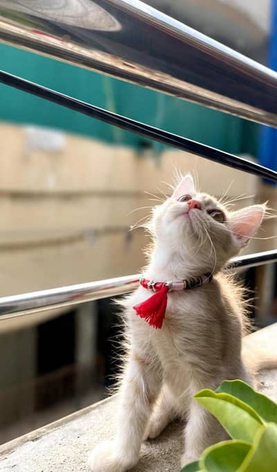 Persian (Male)