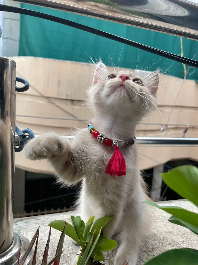 Persian (Male) — photo 2