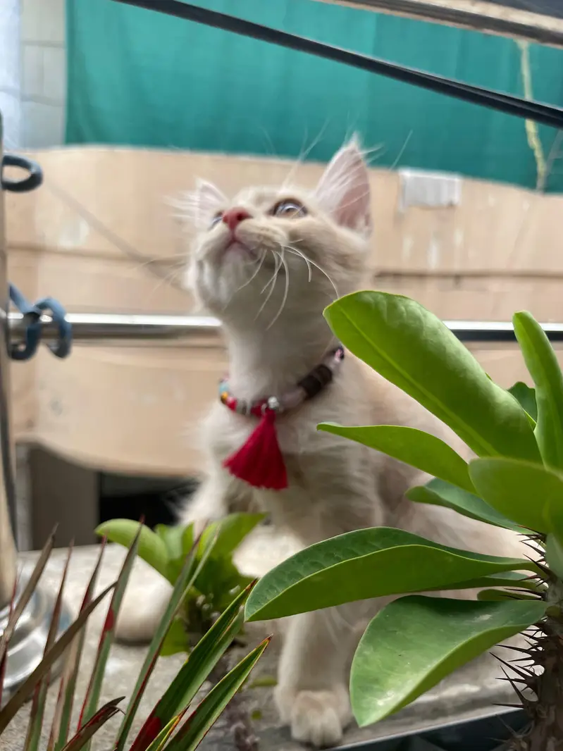 Persian (Male) — photo 3