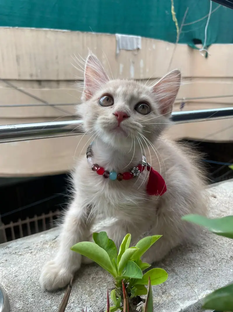 Persian (Male) — photo 4