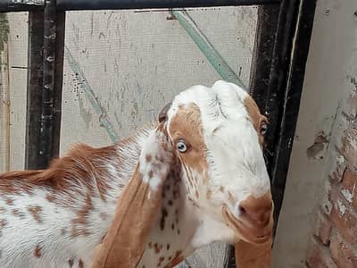 pure makkhi Chinese Bakra
