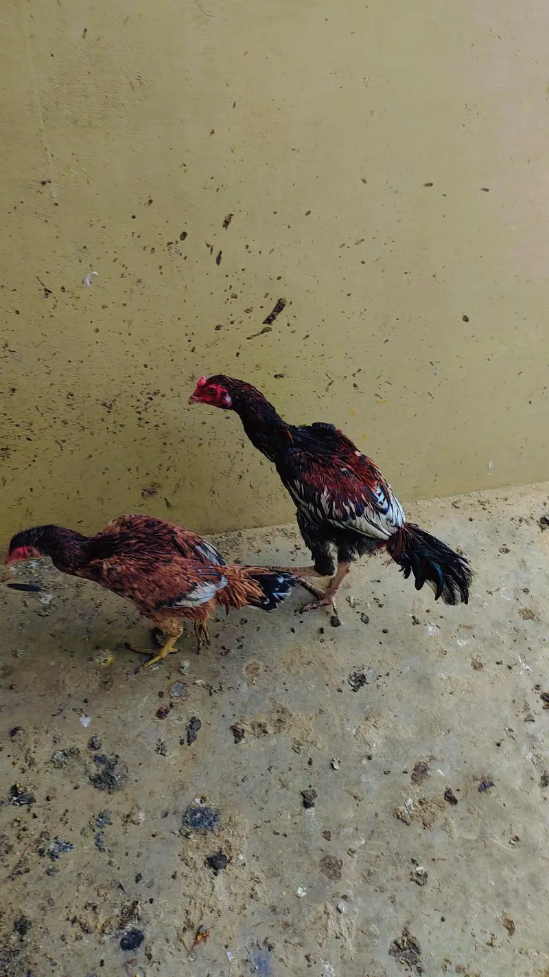 Pure Quality Aseel Set (3 Birds) – Healthy & Active — photo 2