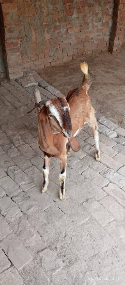 kamori Beautiful Bakra