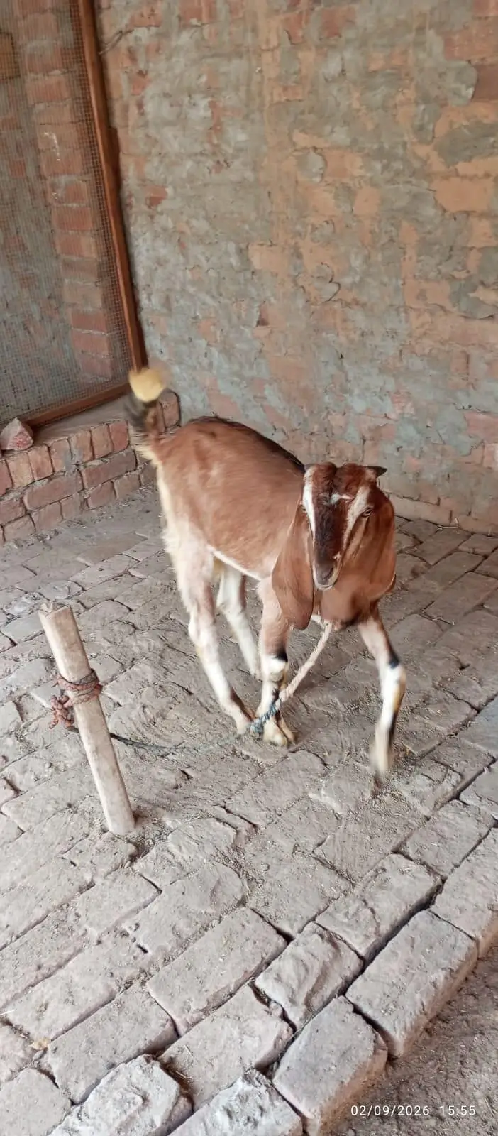 kamori Beautiful Bakra — photo 2