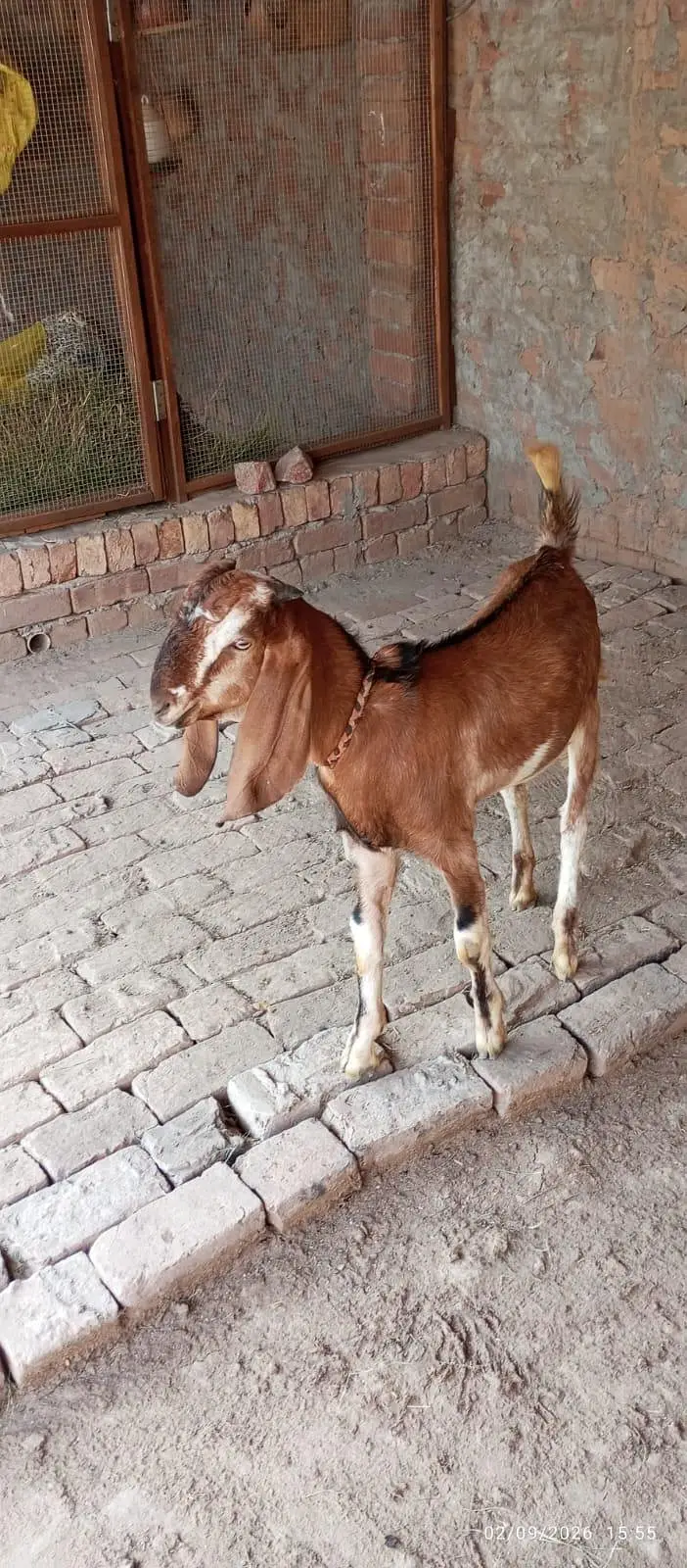 kamori Beautiful Bakra — photo 3