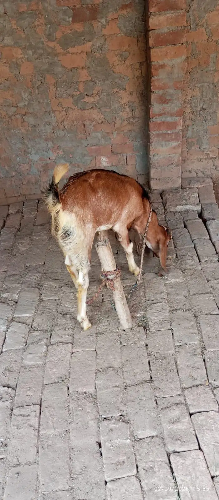 kamori Beautiful Bakra — photo 4