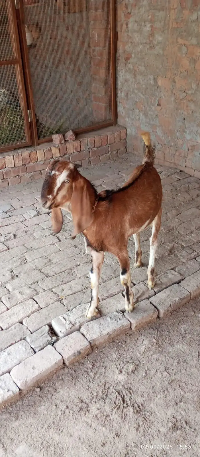 kamori Beautiful Bakra — photo 5