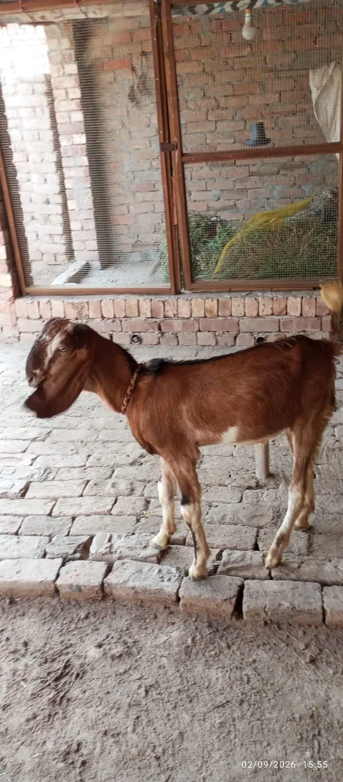 kamori Beautiful Bakra — photo 6