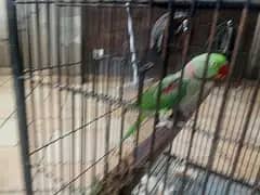 raw parrots 1