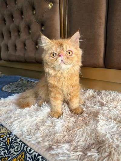 pure persian piki male
