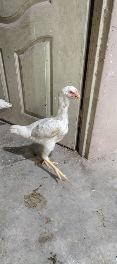 German White shamo