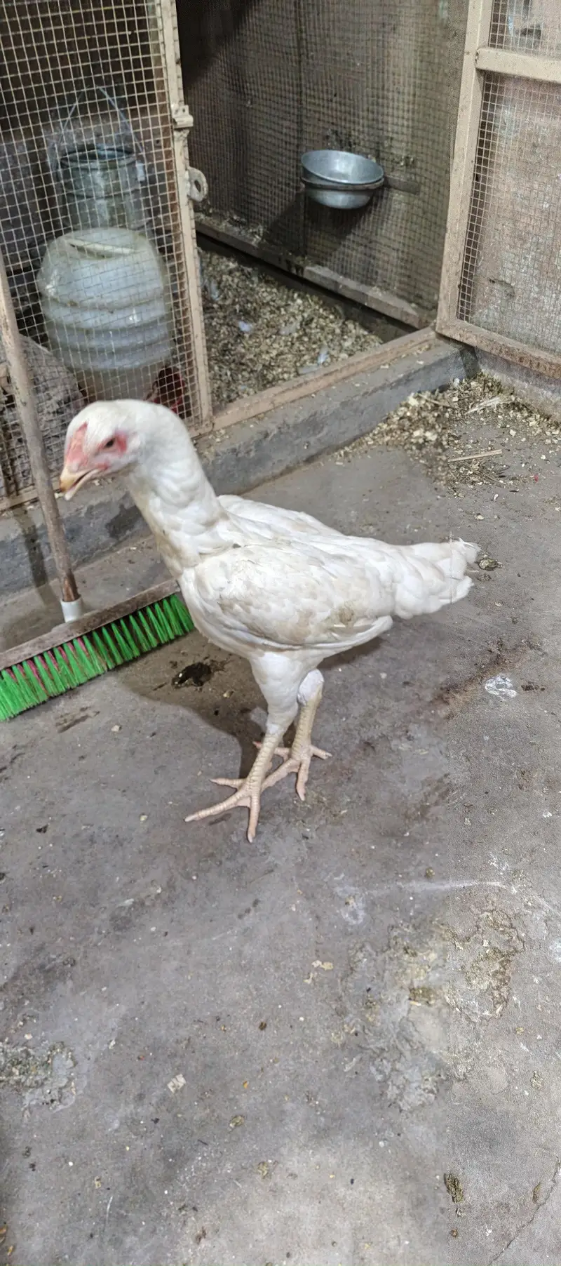 German White shamo — photo 2