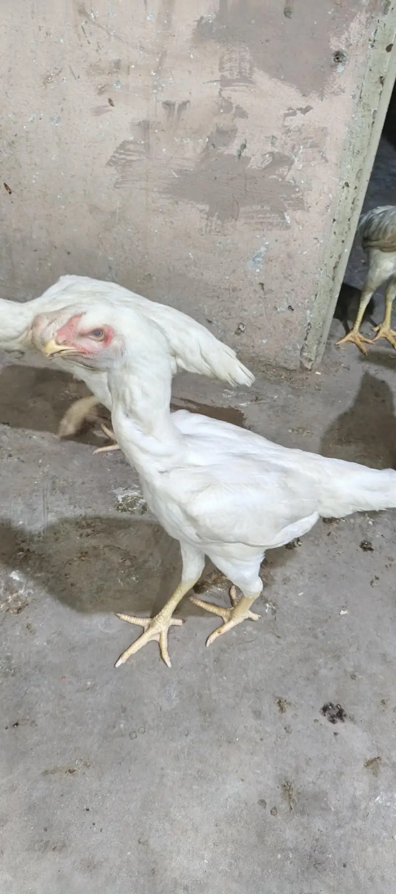 German White shamo — photo 3