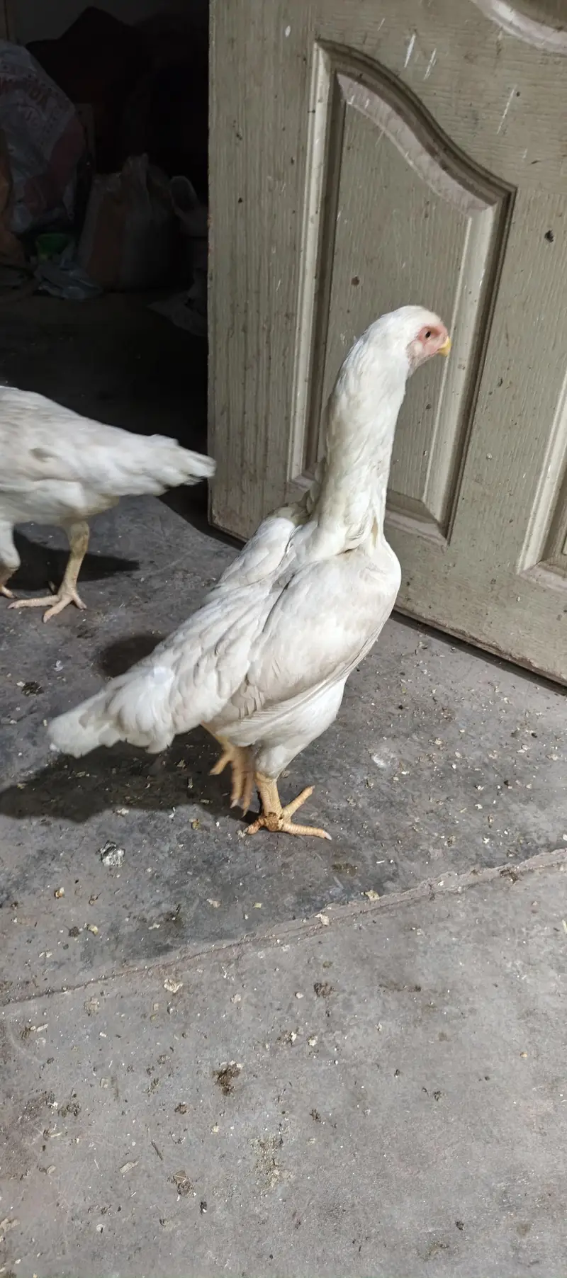 German White shamo — photo 4