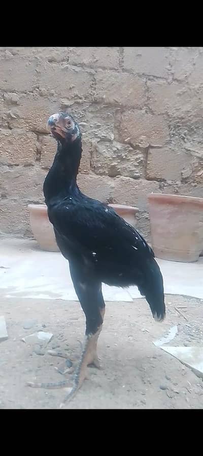 German O shamo female and parrot beak ki female