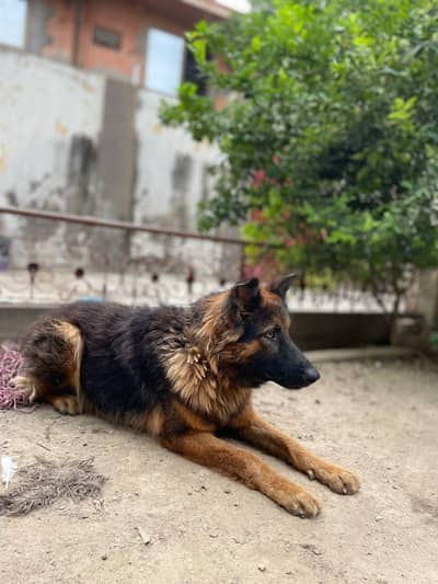 German Shepherd double coat