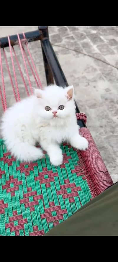 Persian cat for sale male or female my WhatsApp 317=11=573
