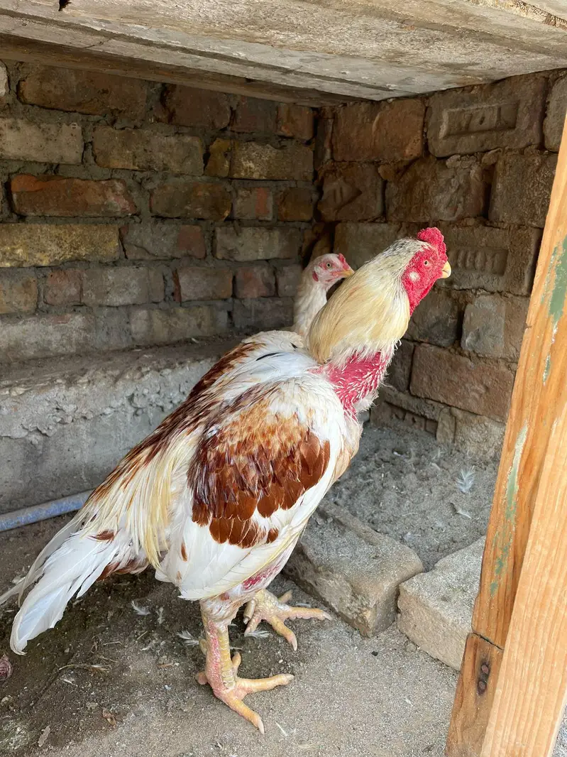 Boska Peel Mianwali Aseel — photo 3