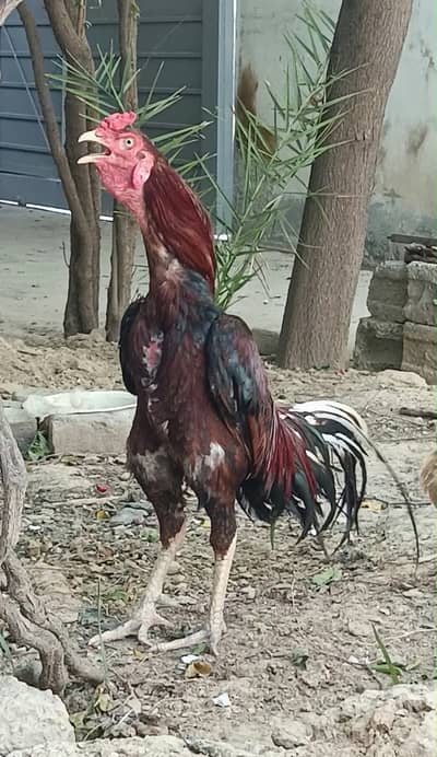 Mianwali Aseel Pair, Murgi Murgha Jori Urgent Sale