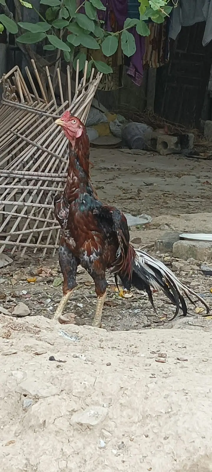Mianwali Aseel Pair, Murgi Murgha Jori Urgent Sale — photo 2