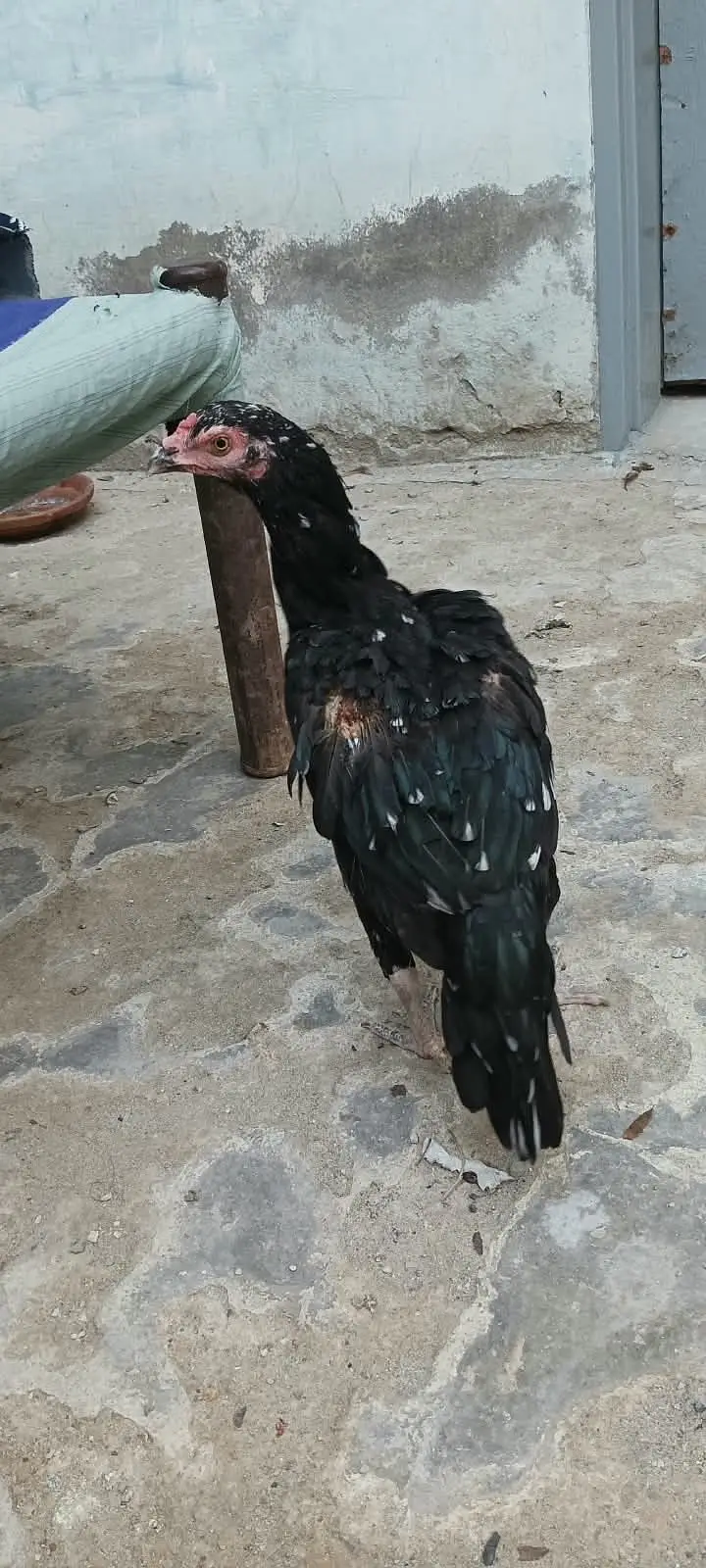 Mianwali Aseel Pair, Murgi Murgha Jori Urgent Sale — photo 3