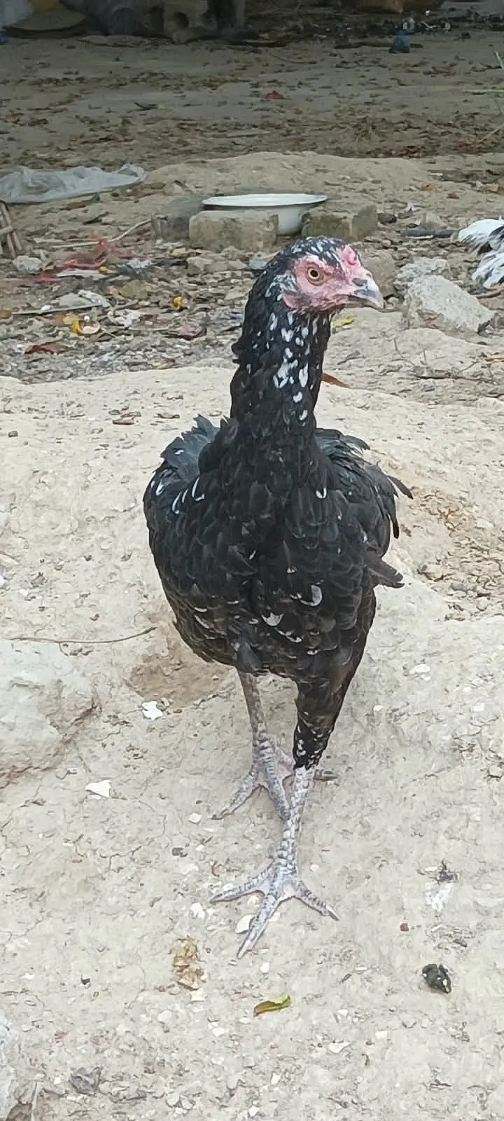 Mianwali Aseel Pair, Murgi Murgha Jori Urgent Sale — photo 4