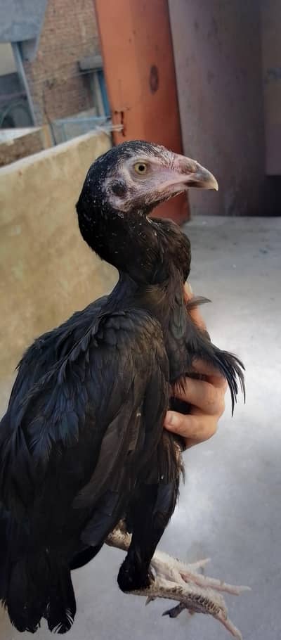 Black shammo