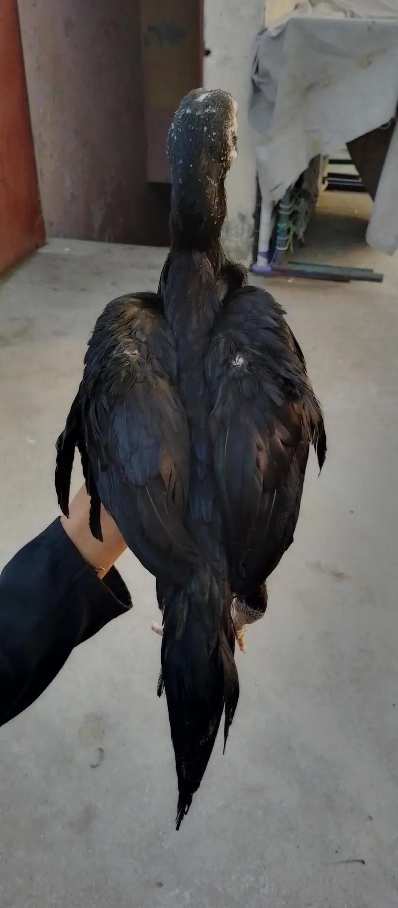 Black shammo — photo 2