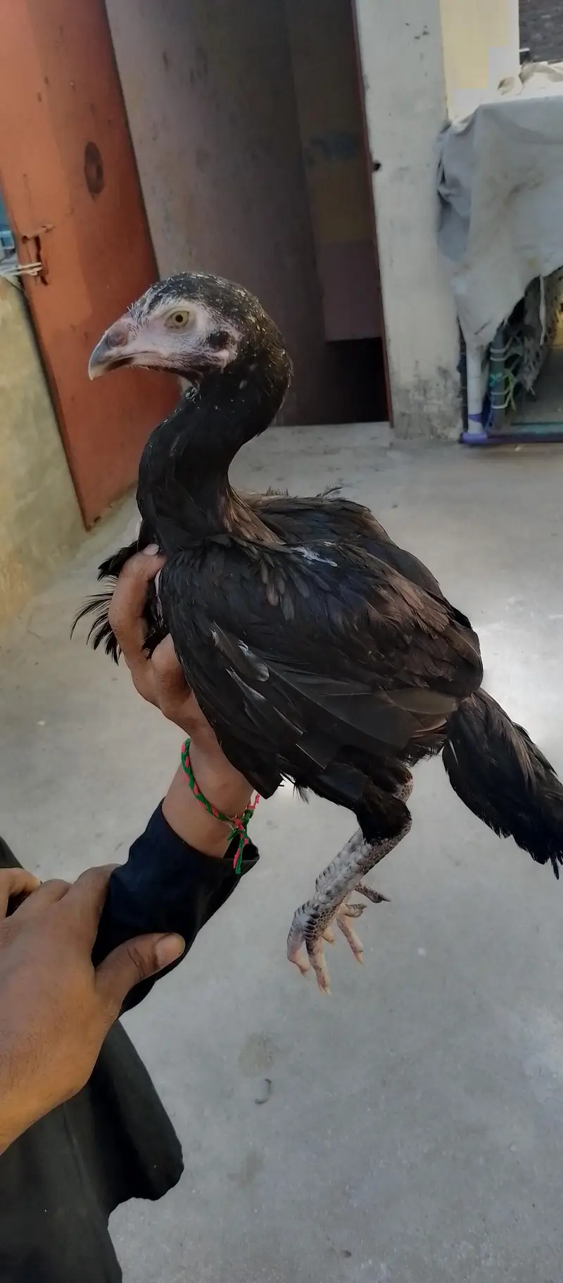 Black shammo — photo 4