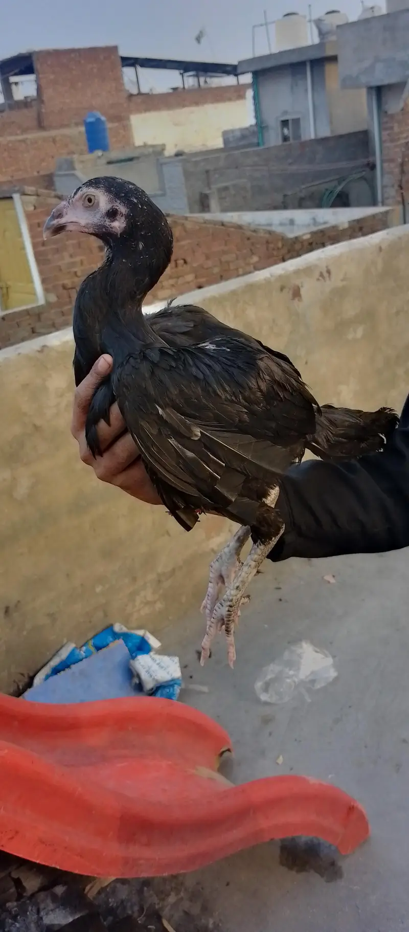 Black shammo — photo 5