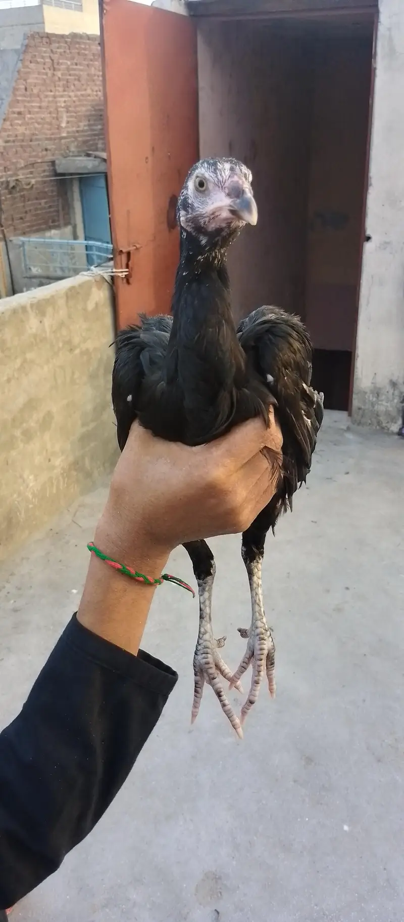 Black shammo — photo 6