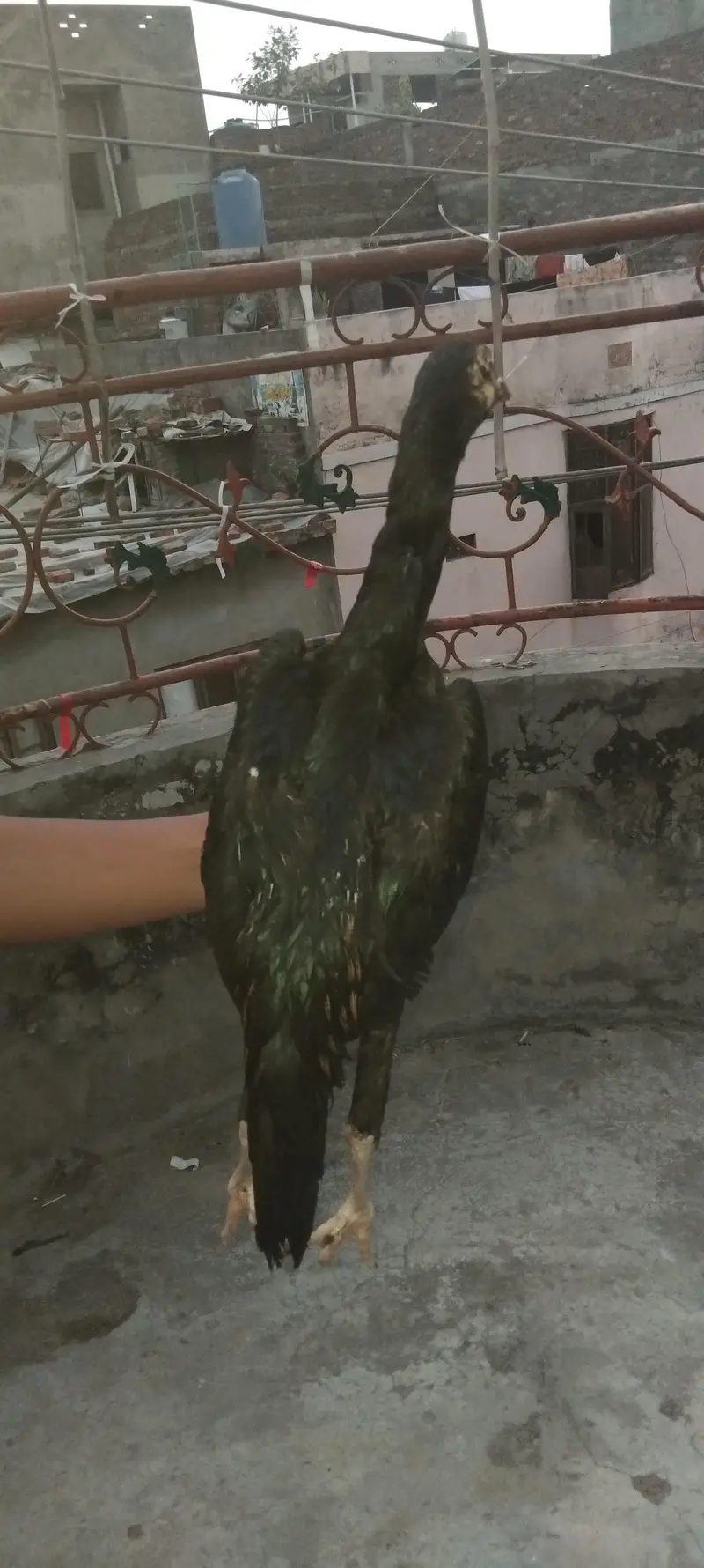 Aseel Thai blood line — photo 2