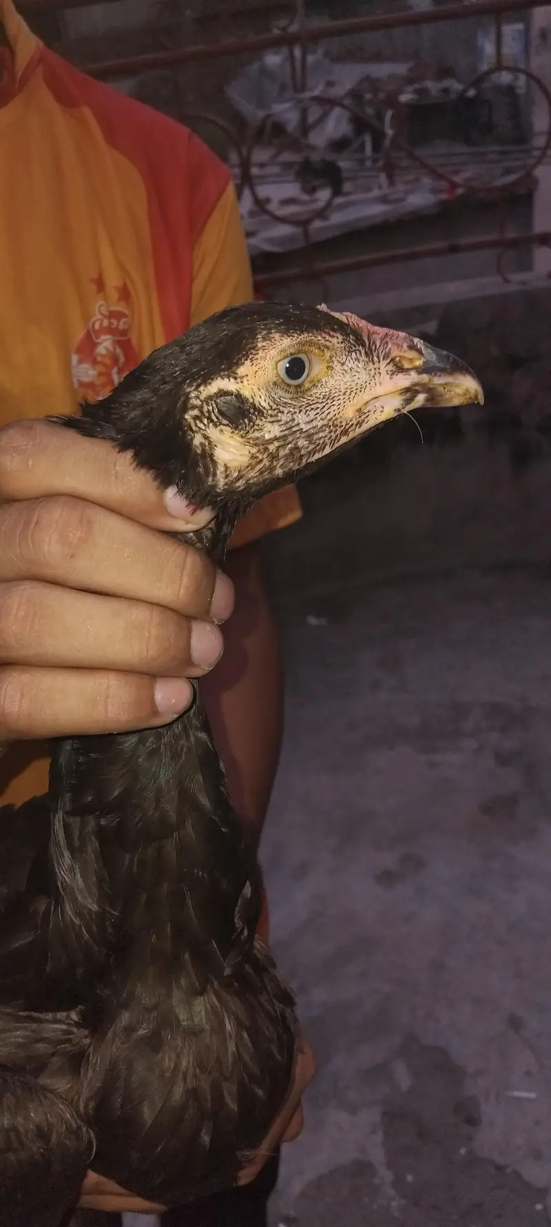 Aseel Thai blood line — photo 5